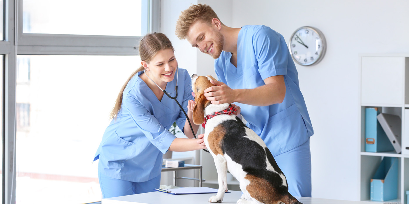 Veterinary assistant working with a dog