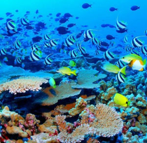Underwater photo of a reef
